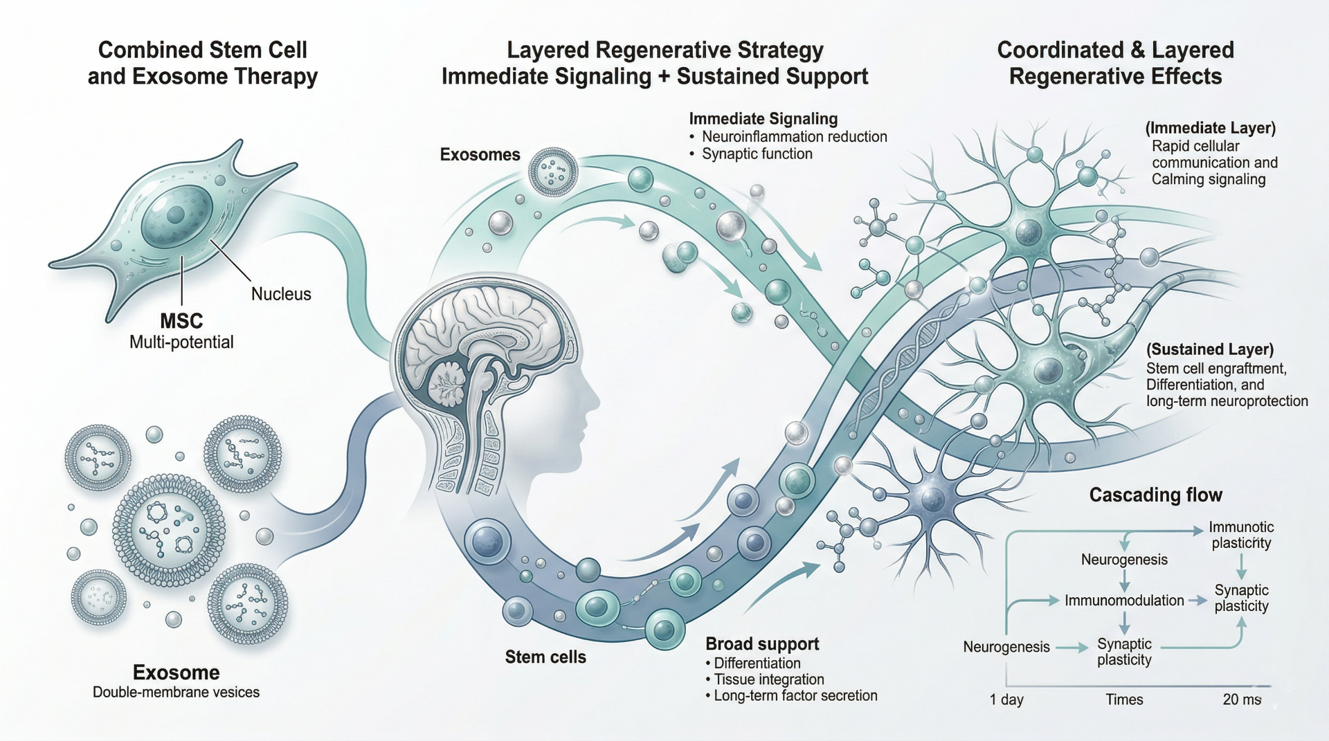 Scientific visual of combined stem cell and exosome protocol design